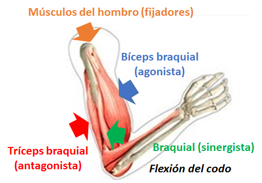 Músculos implicados en el movimiento del brazo